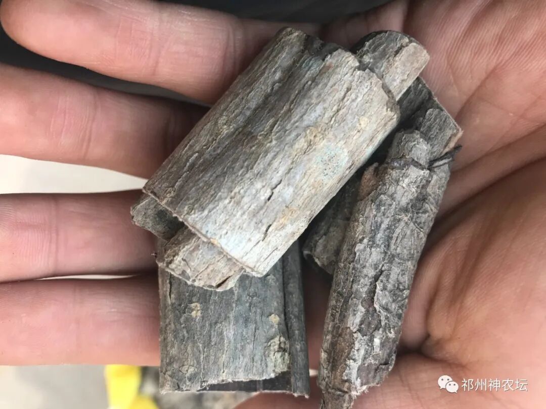 杜仲的功效与作用与主治有哪些？来自孑遗植物的腰痛要药