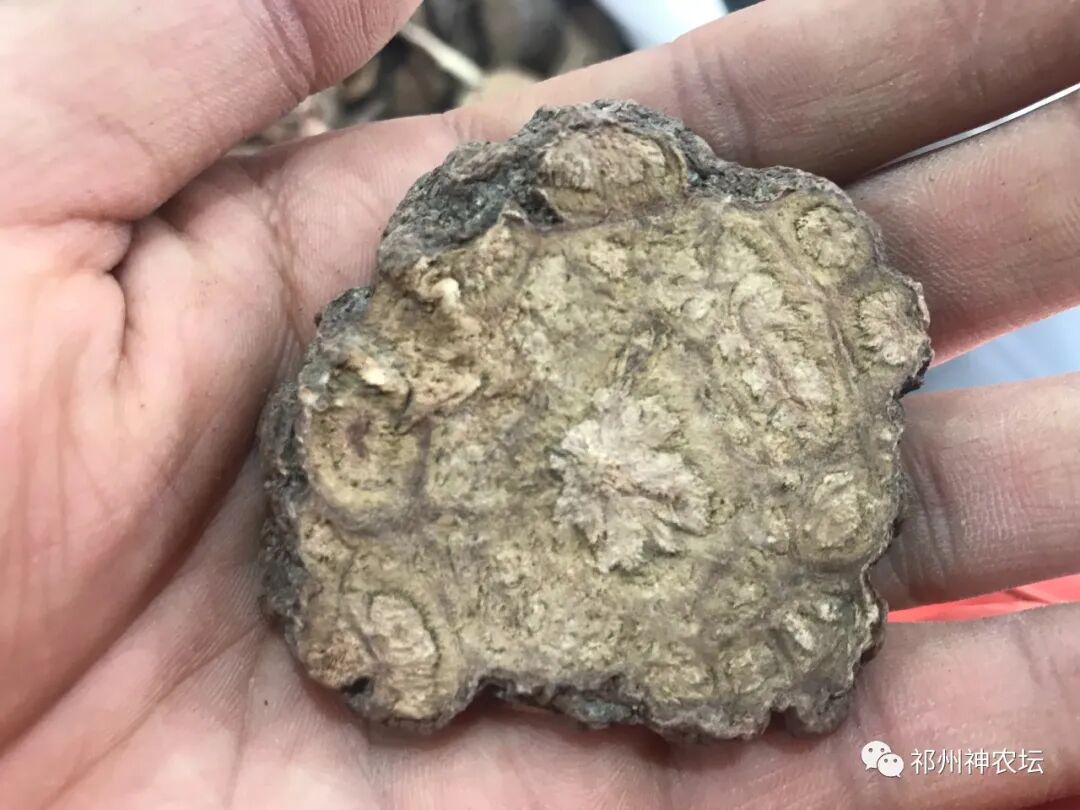 何首乌的样子图片？何首乌是云锦花纹还是左旋右旋？