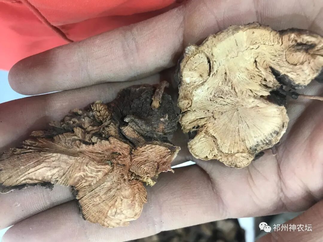 何首乌的样子图片？何首乌是云锦花纹还是左旋右旋？