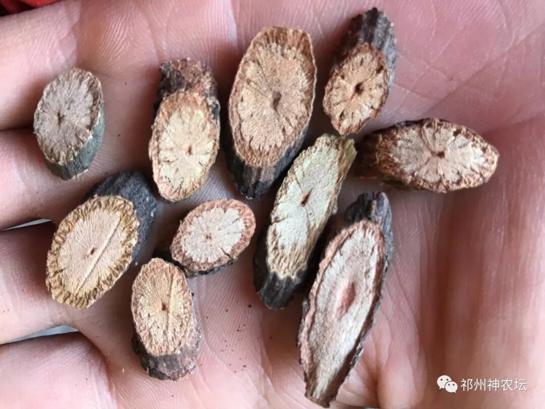 何首乌的样子图片？何首乌是云锦花纹还是左旋右旋？