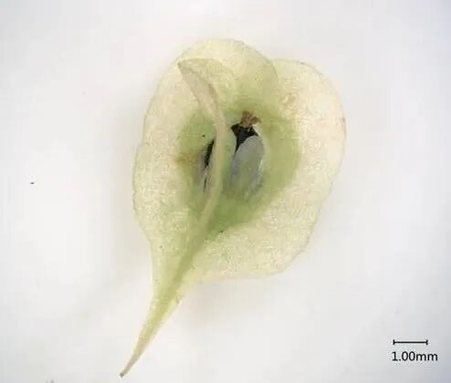 何首乌的样子图片？何首乌是云锦花纹还是左旋右旋？