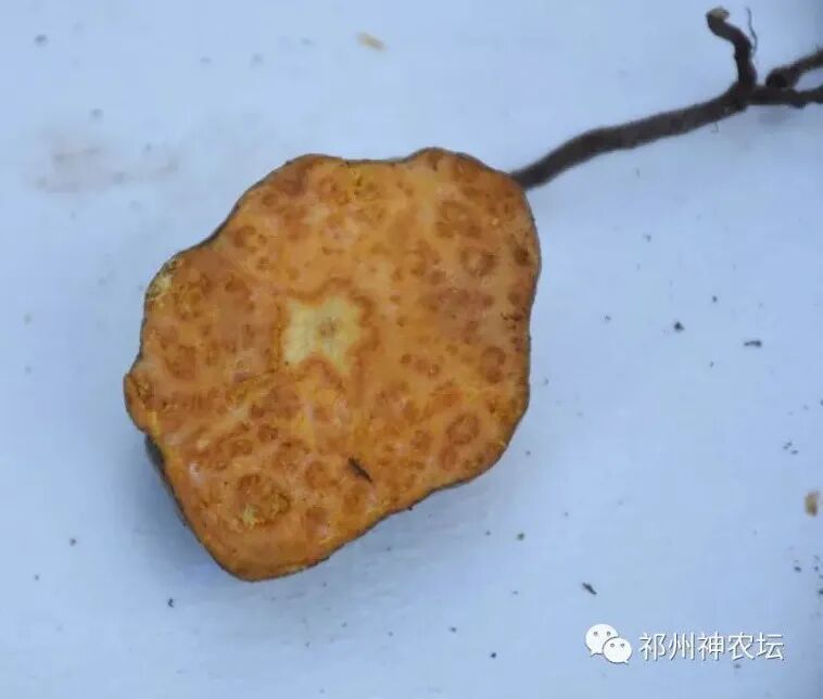 何首乌的样子图片？何首乌是云锦花纹还是左旋右旋？