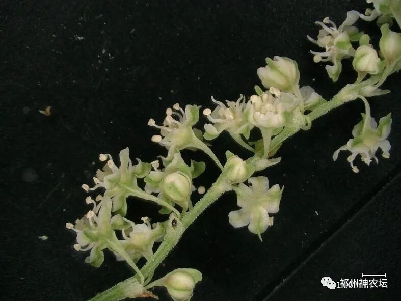 何首乌的样子图片？何首乌是云锦花纹还是左旋右旋？