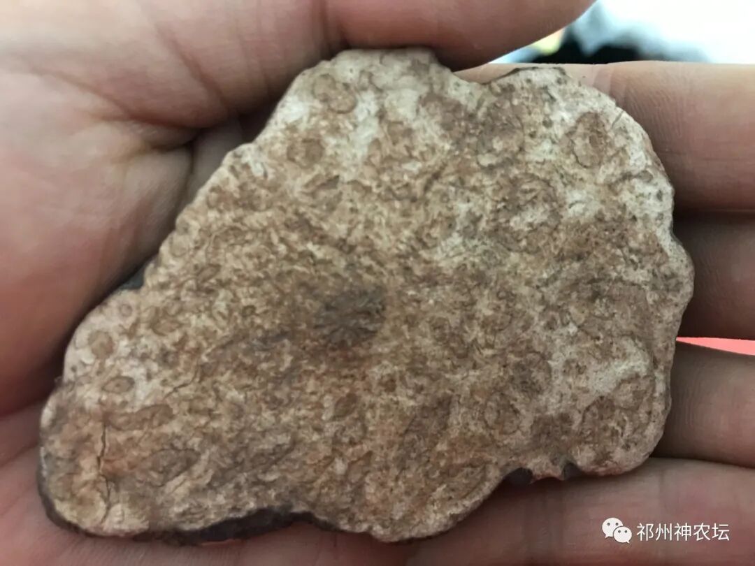 何首乌的样子图片？何首乌是云锦花纹还是左旋右旋？