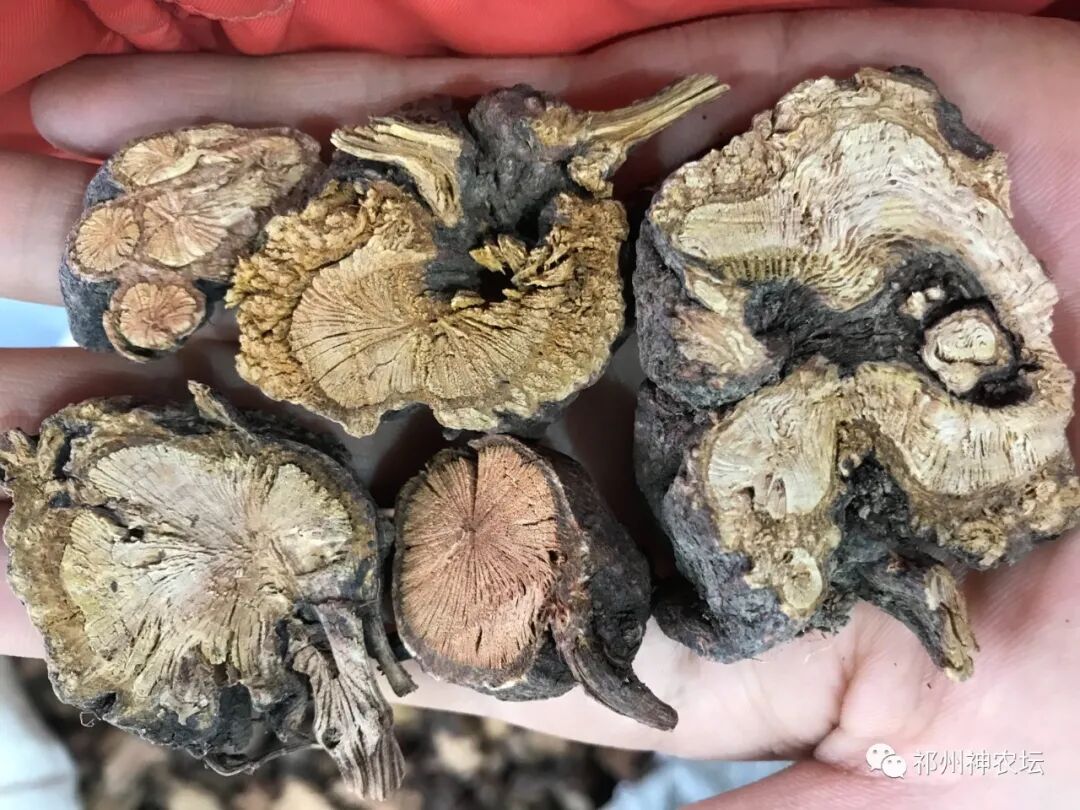 何首乌的样子图片？何首乌是云锦花纹还是左旋右旋？