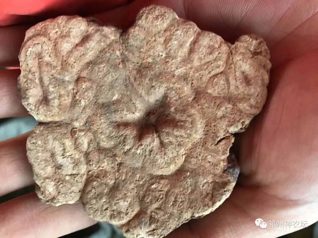 何首乌的样子图片？何首乌是云锦花纹还是左旋右旋？