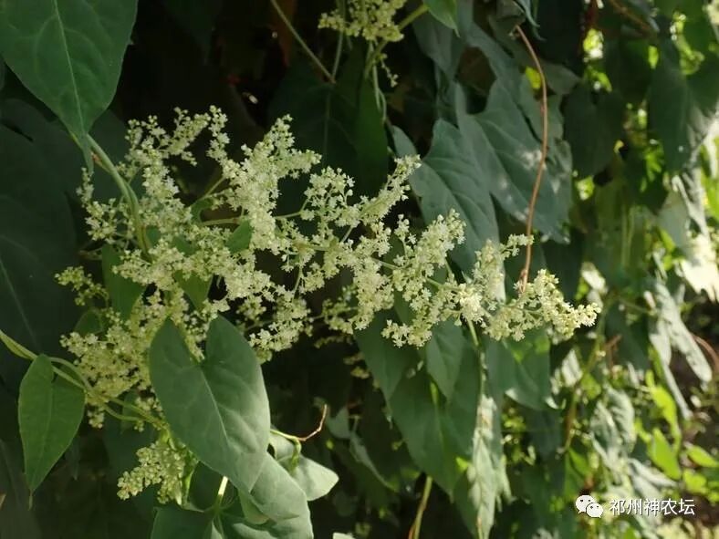 何首乌的样子图片？何首乌是云锦花纹还是左旋右旋？