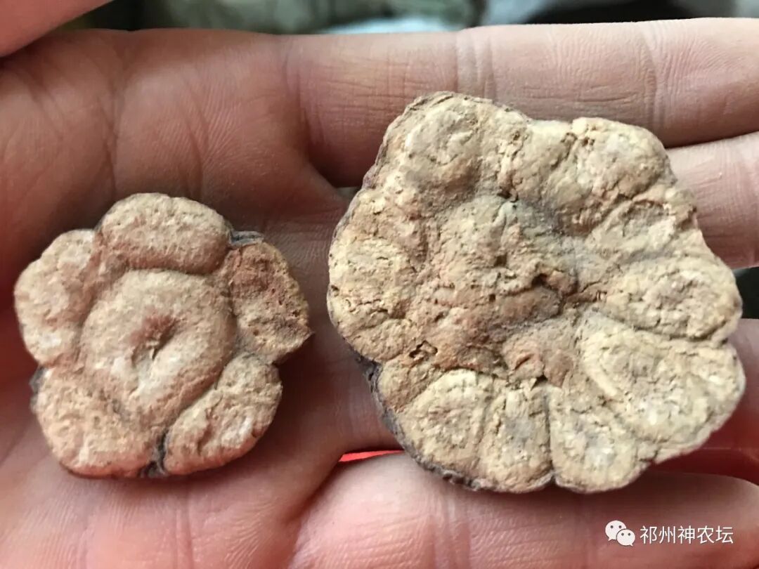 何首乌的样子图片？何首乌是云锦花纹还是左旋右旋？