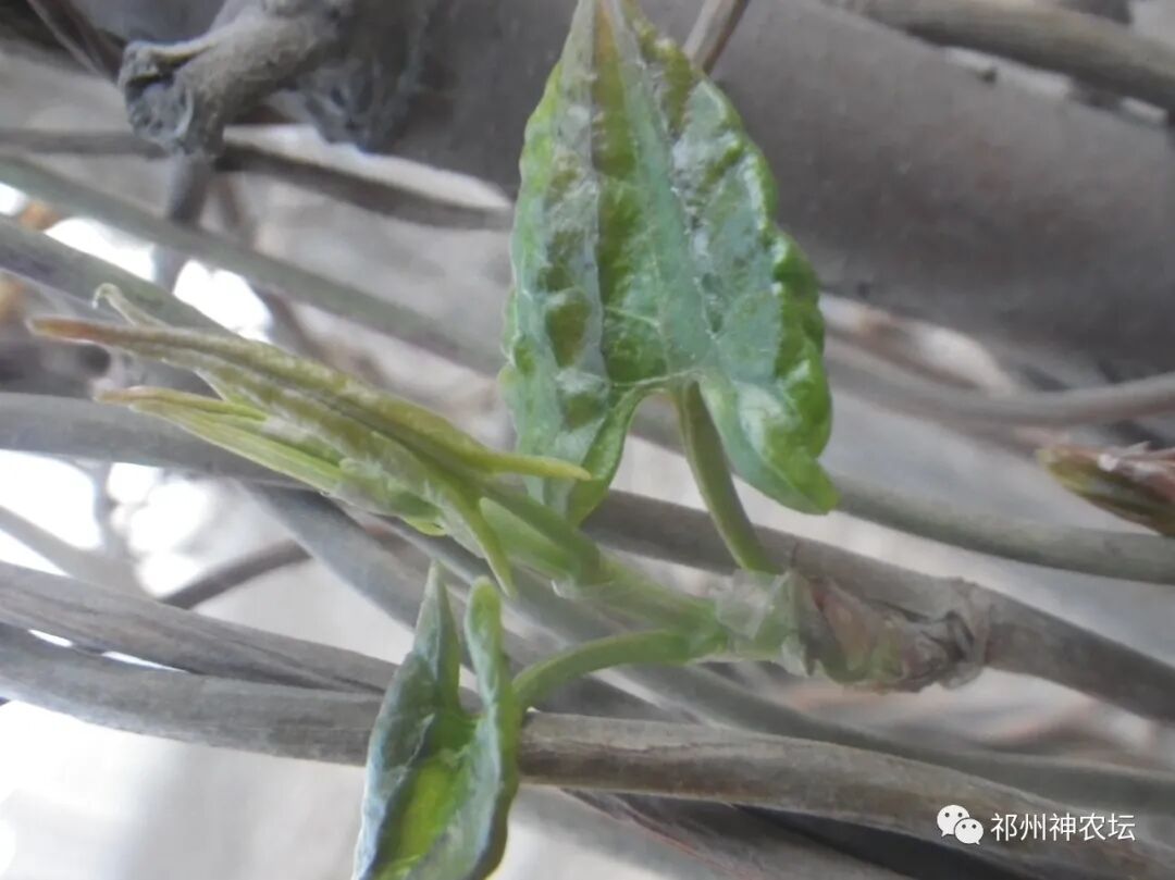 何首乌的样子图片？何首乌是云锦花纹还是左旋右旋？