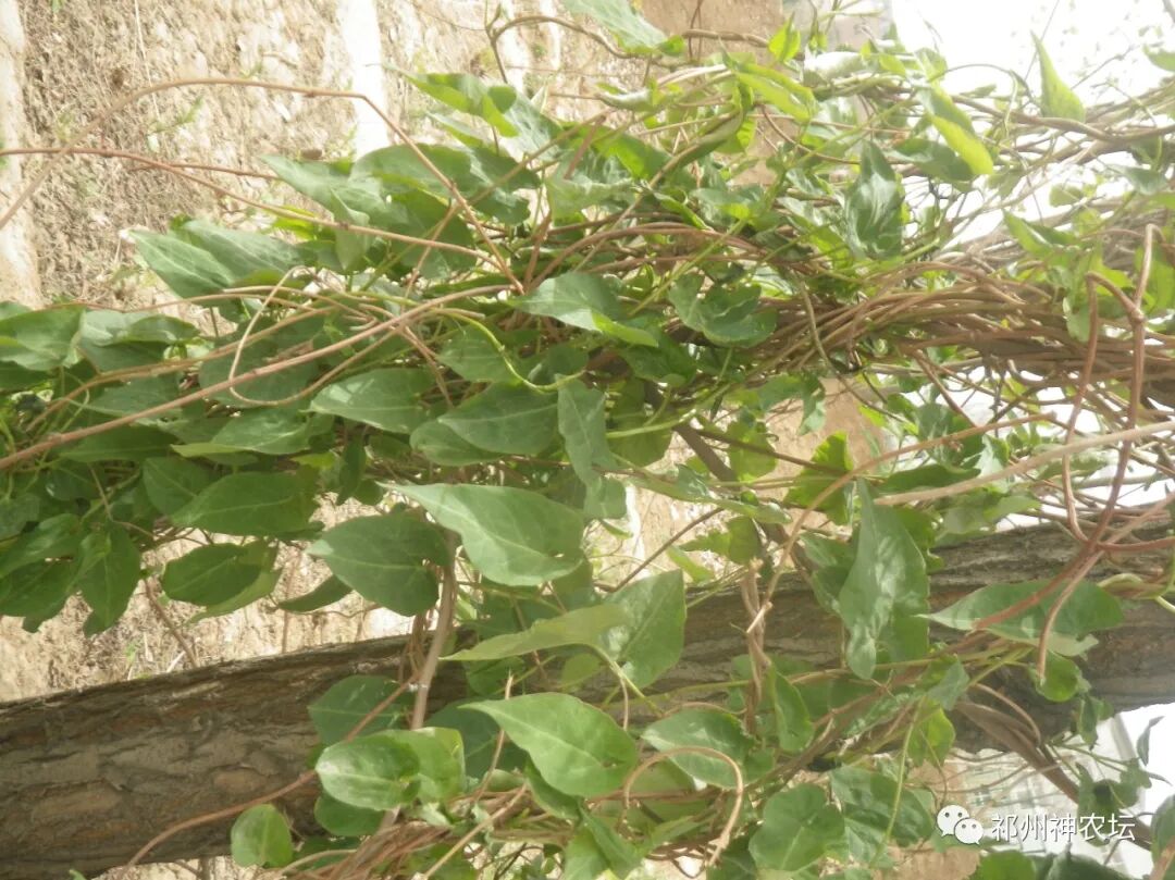 何首乌的样子图片？何首乌是云锦花纹还是左旋右旋？