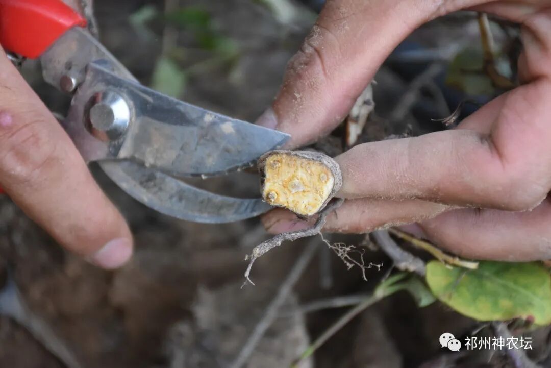 何首乌的样子图片？何首乌是云锦花纹还是左旋右旋？