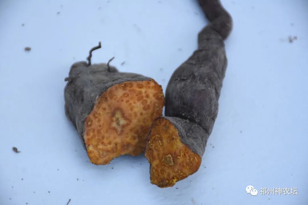 何首乌的样子图片？何首乌是云锦花纹还是左旋右旋？