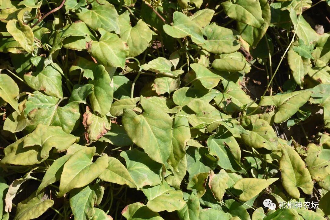 何首乌的样子图片？何首乌是云锦花纹还是左旋右旋？