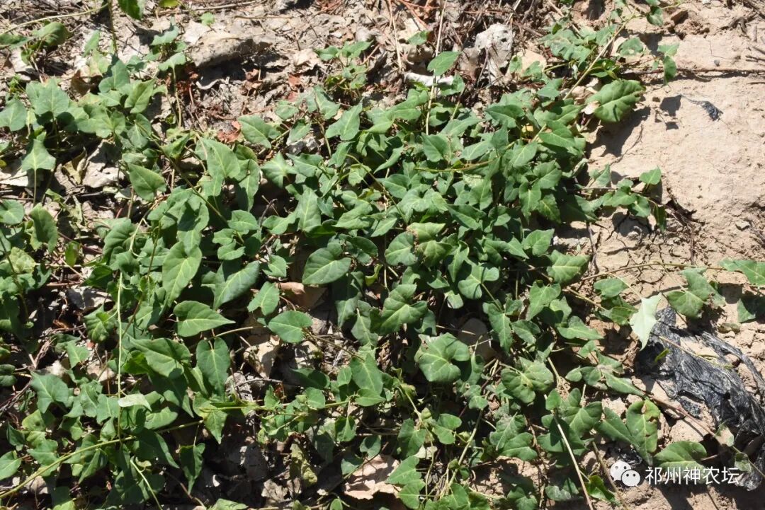 何首乌的样子图片？何首乌是云锦花纹还是左旋右旋？