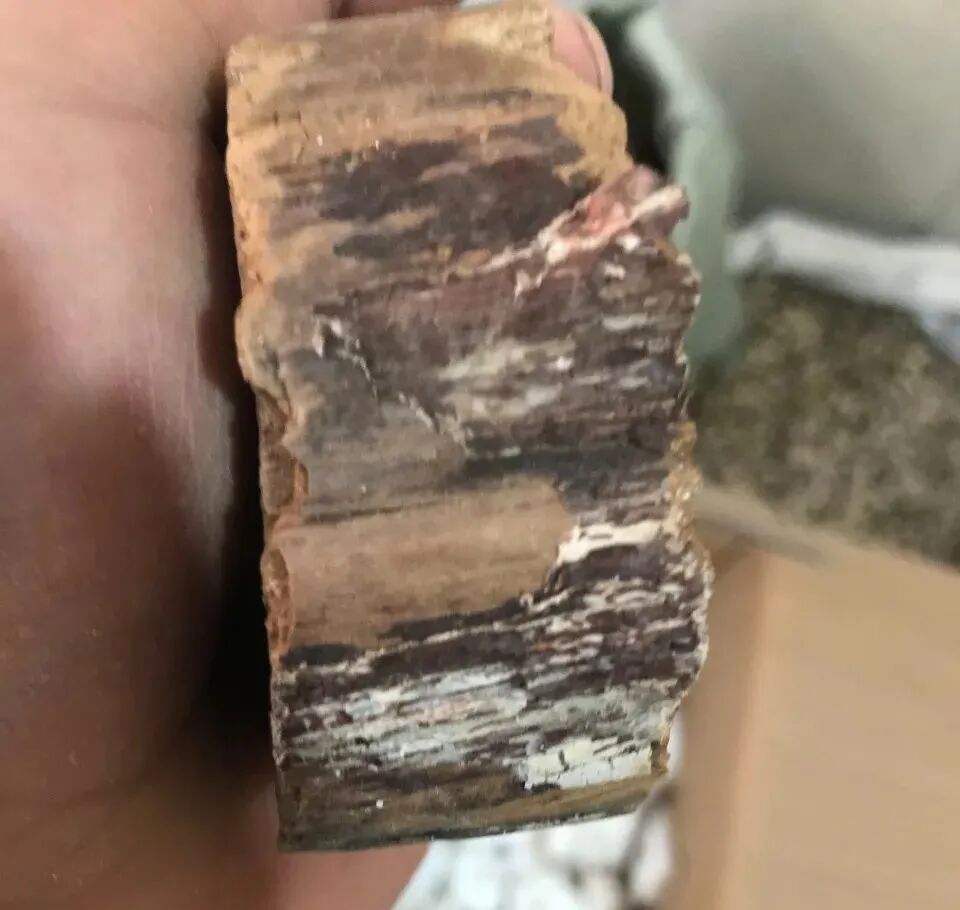 茯苓图片，茯苓类商品有哪些和怎么分辨