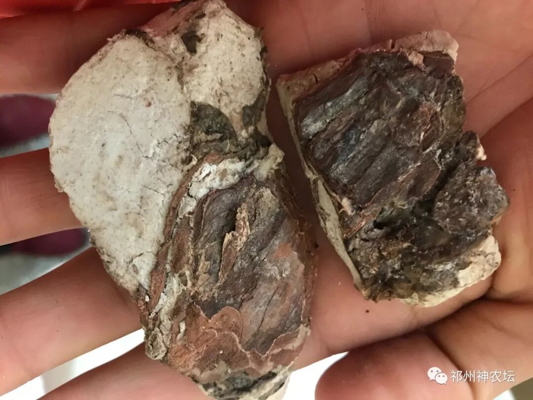 茯苓图片，茯苓类商品有哪些和怎么分辨