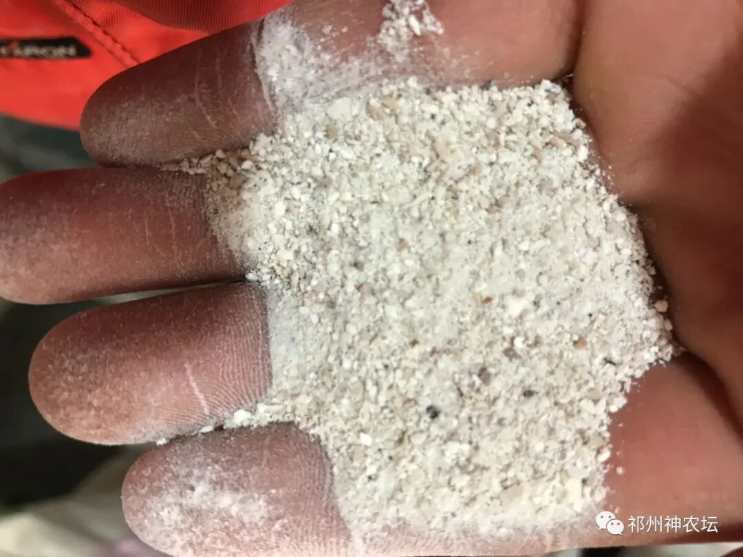 茯苓图片，茯苓类商品有哪些和怎么分辨