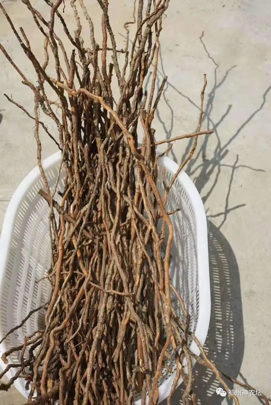 茯苓图片，茯苓类商品有哪些和怎么分辨