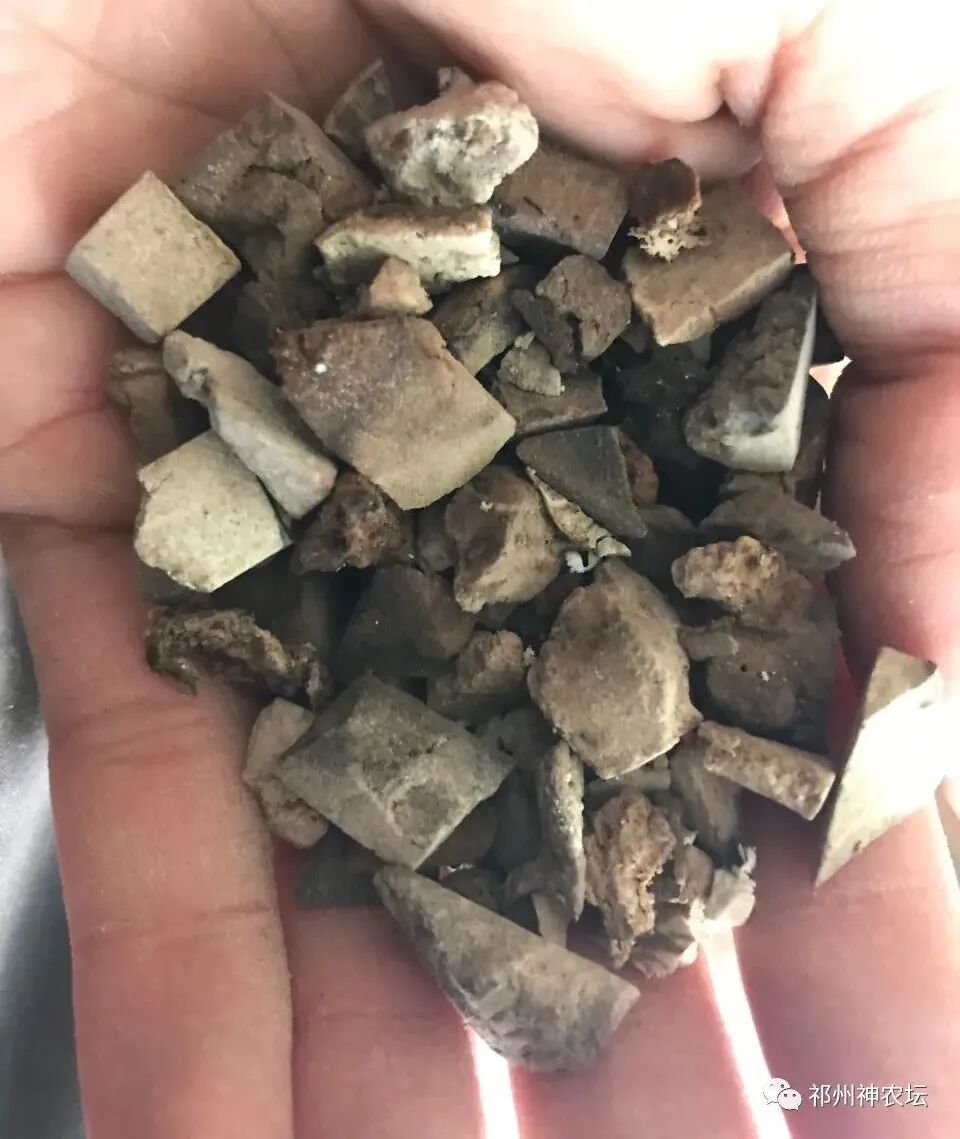 茯苓图片，茯苓类商品有哪些和怎么分辨