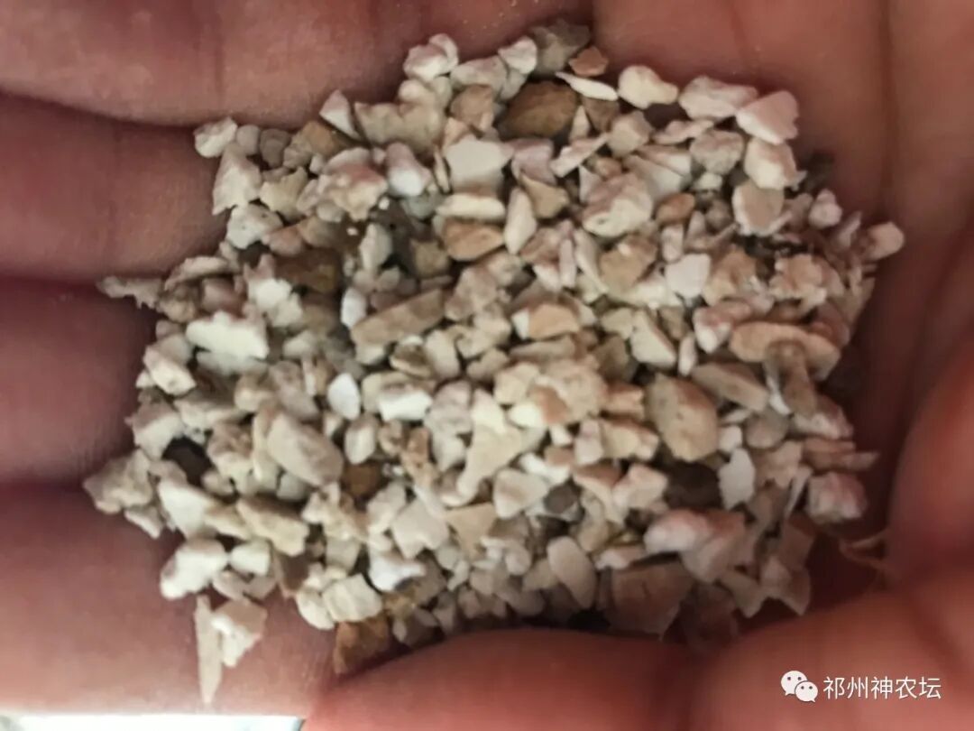 茯苓图片，茯苓类商品有哪些和怎么分辨