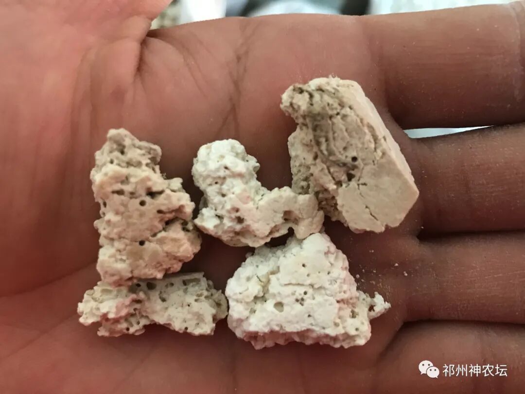 茯苓图片，茯苓类商品有哪些和怎么分辨