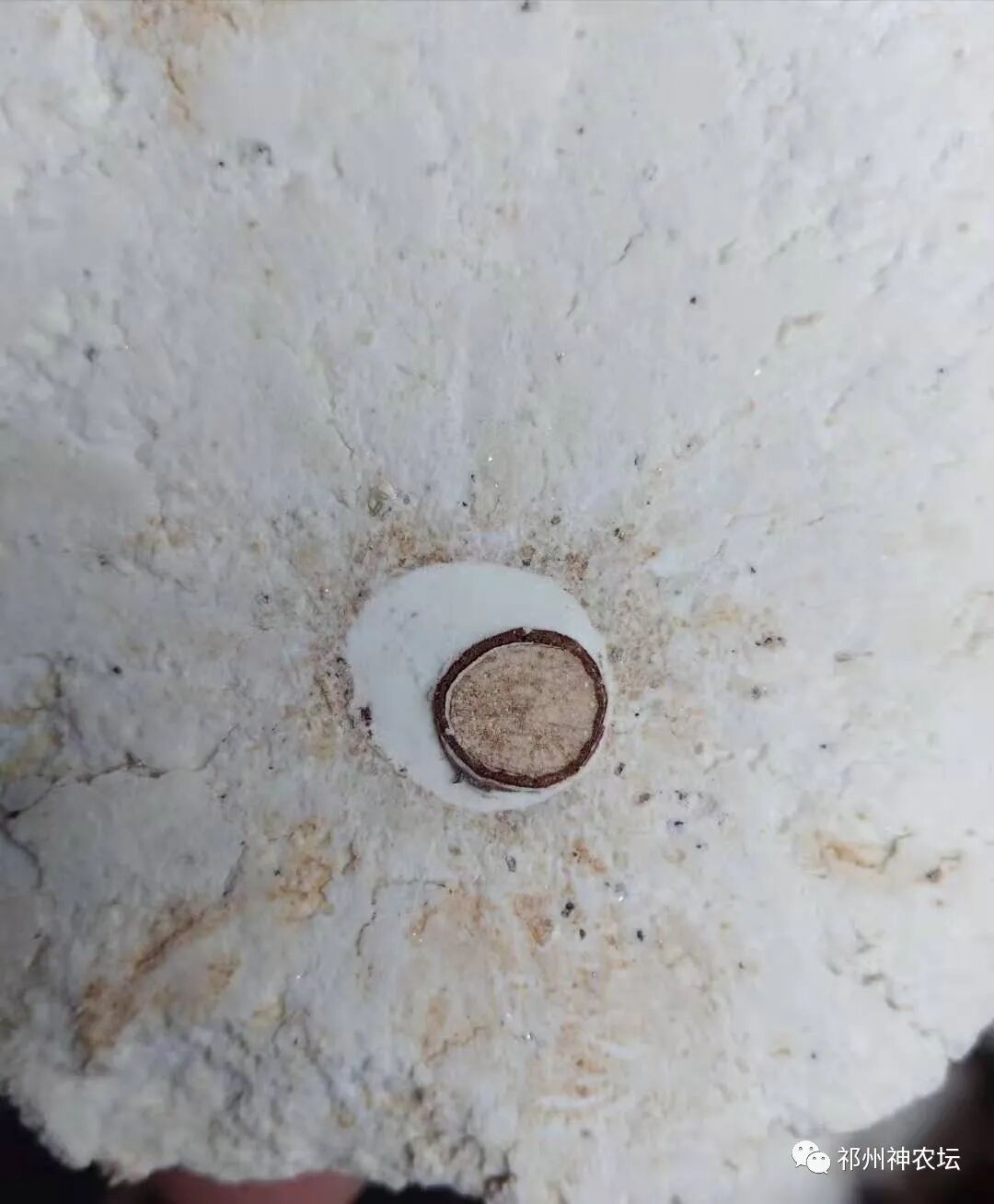 茯苓图片，茯苓类商品有哪些和怎么分辨