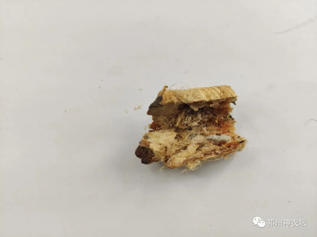 西陵知母产地在哪？河北道地药材西陵知母来历