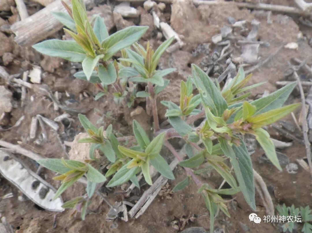 热河黄芩产地哪里？河北道地药材热河黄芩图片