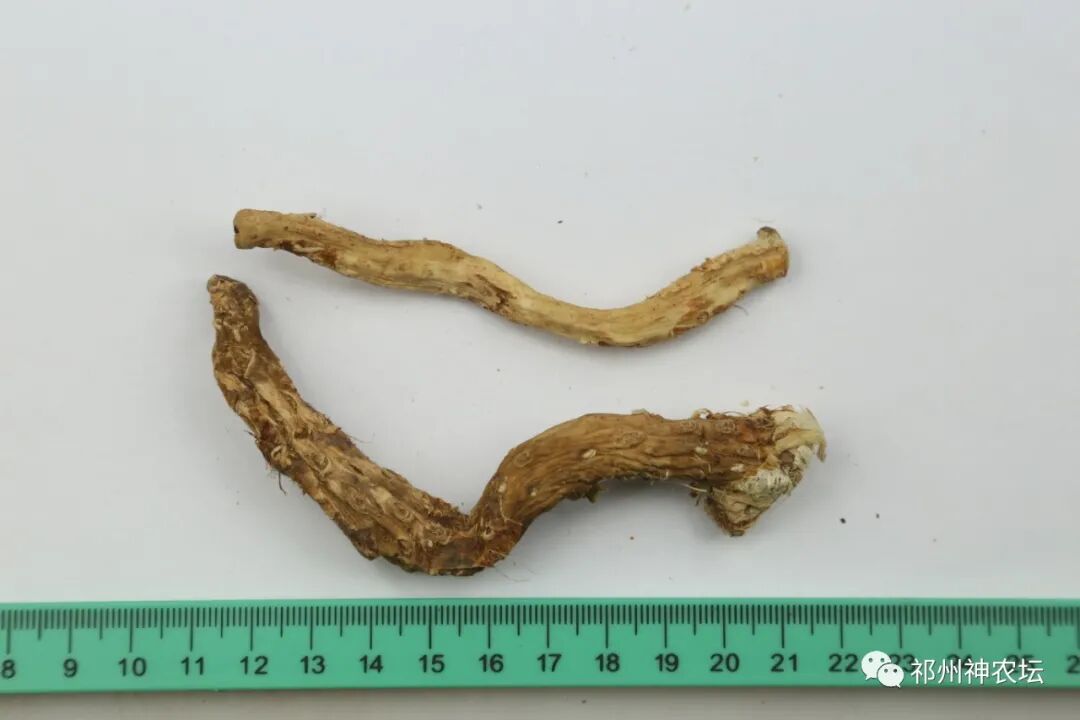 西陵知母产地在哪？河北道地药材西陵知母来历