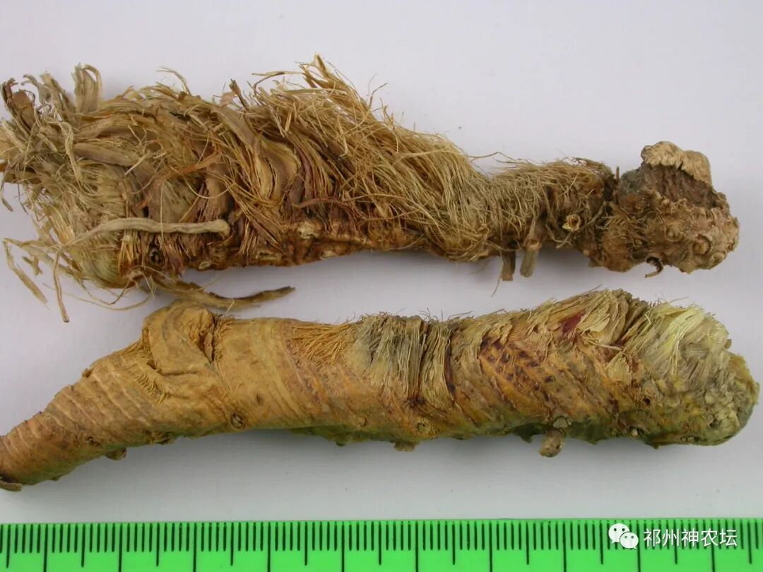 西陵知母产地在哪？河北道地药材西陵知母来历