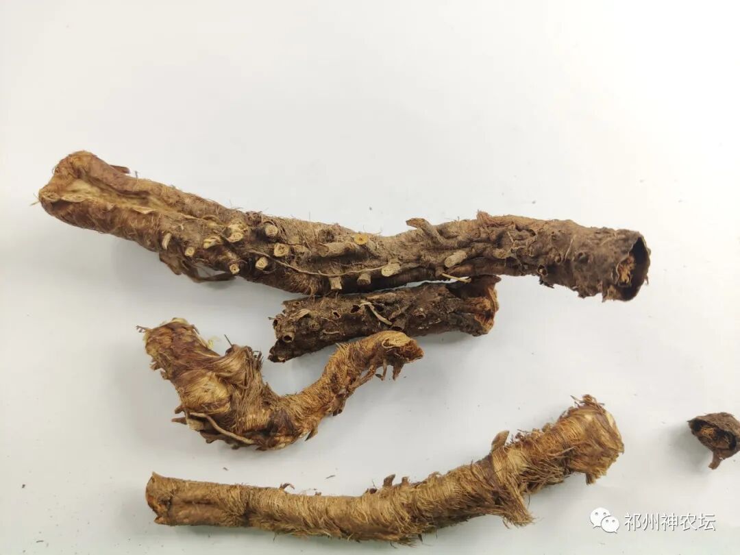 西陵知母产地在哪？河北道地药材西陵知母来历