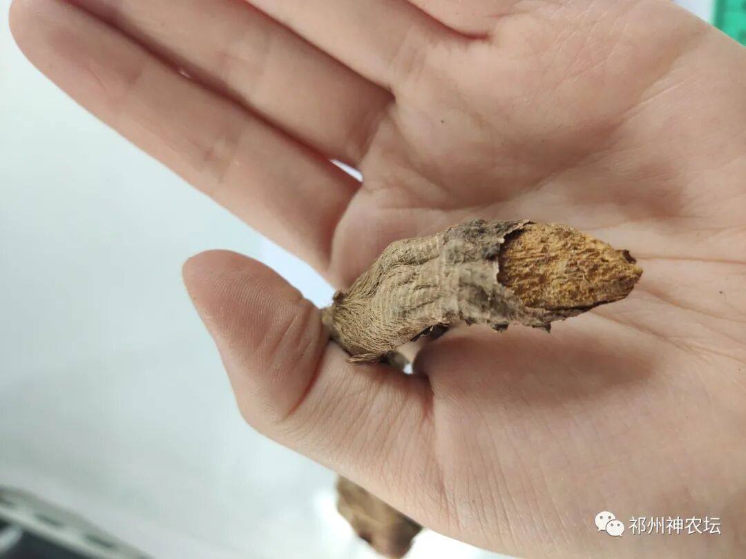 西陵知母产地在哪？河北道地药材西陵知母来历