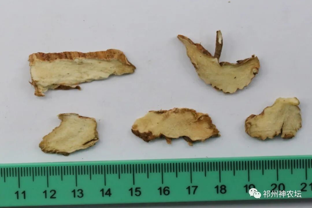 西陵知母产地在哪？河北道地药材西陵知母来历