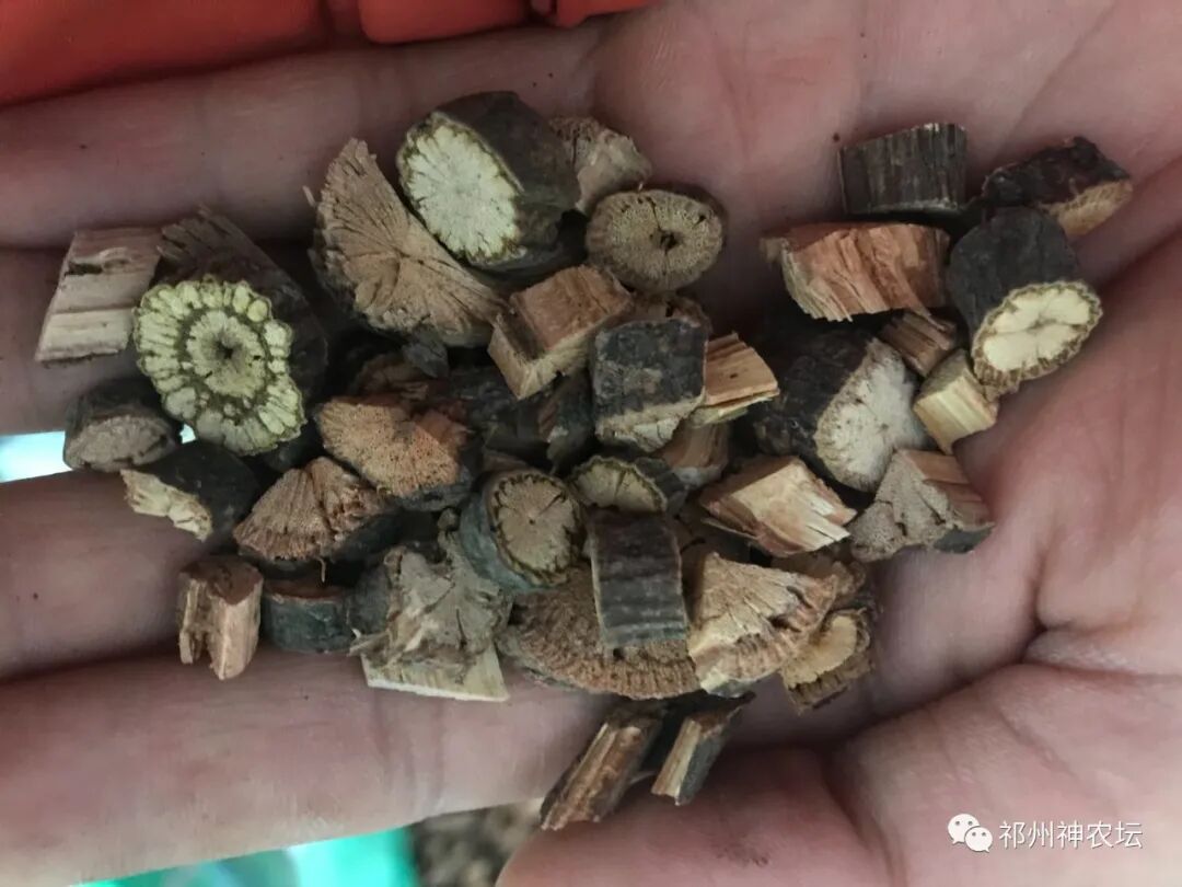 何首乌的样子图片？何首乌是云锦花纹还是左旋右旋？