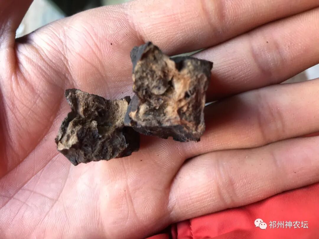 何首乌的样子图片？何首乌是云锦花纹还是左旋右旋？