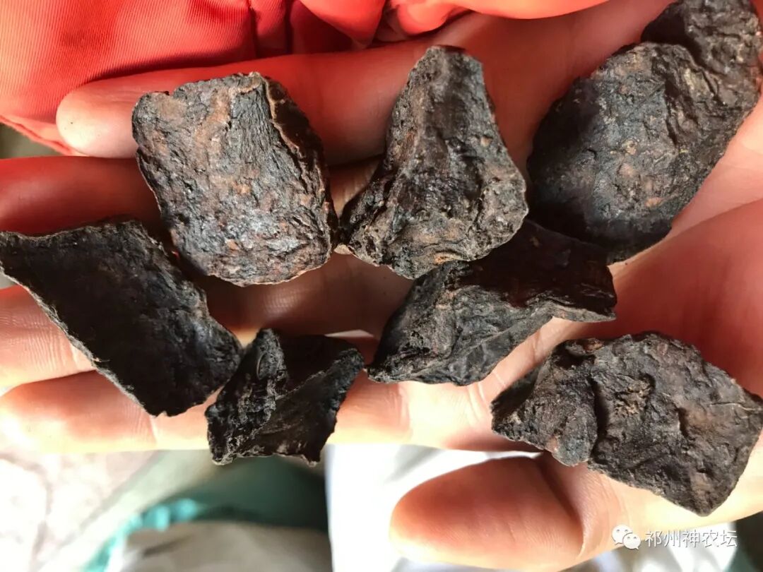 何首乌的样子图片？何首乌是云锦花纹还是左旋右旋？