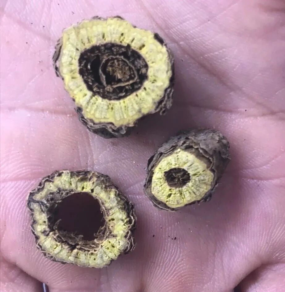 热河黄芩产地哪里？河北道地药材热河黄芩图片