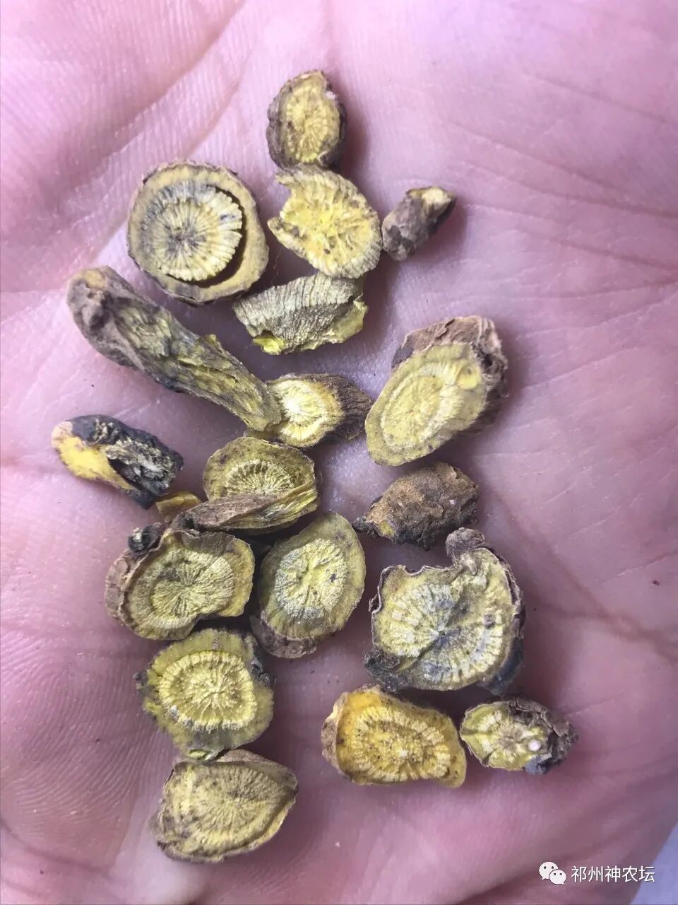 热河黄芩产地哪里？河北道地药材热河黄芩图片