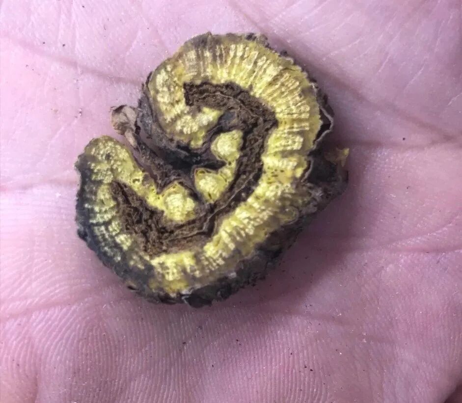 热河黄芩产地哪里？河北道地药材热河黄芩图片