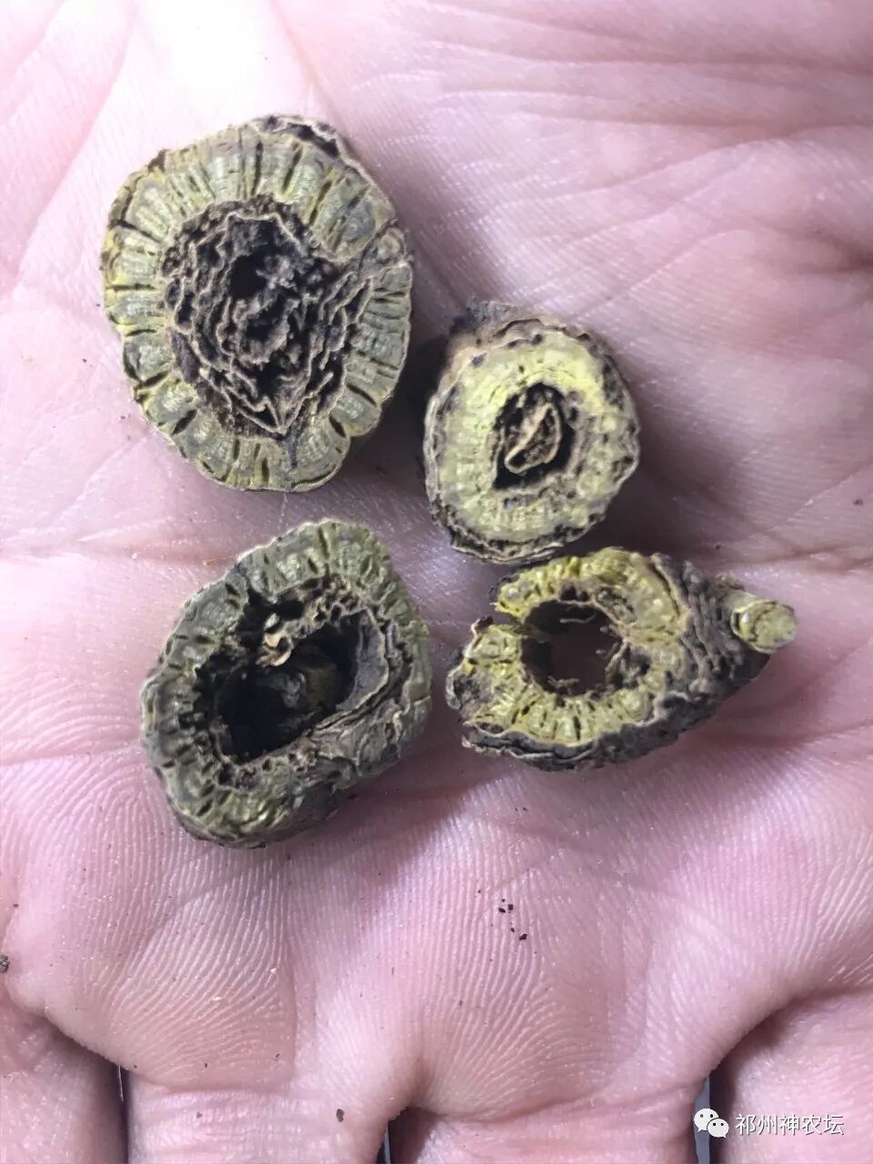 热河黄芩产地哪里？河北道地药材热河黄芩图片