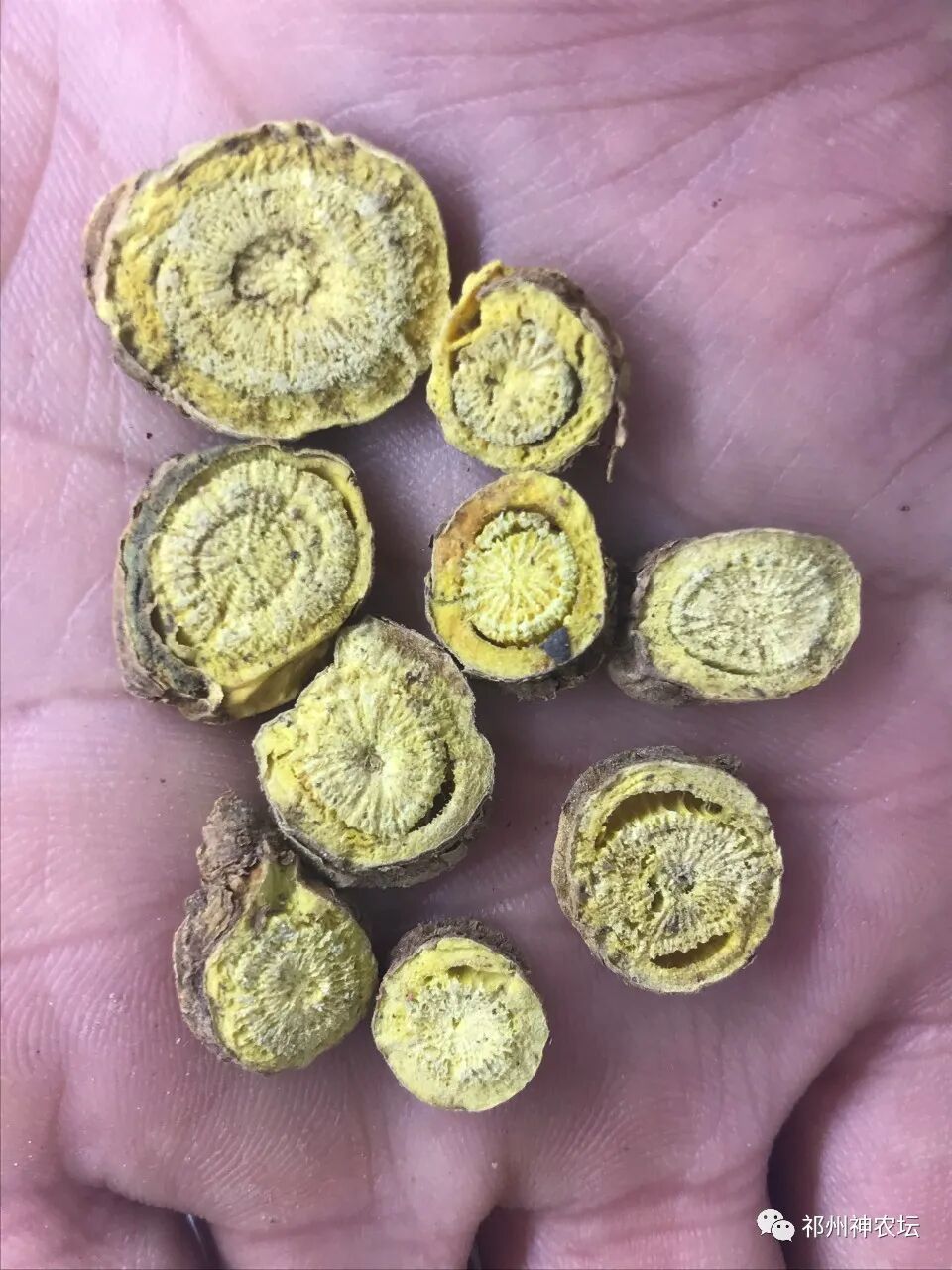 热河黄芩产地哪里？河北道地药材热河黄芩图片