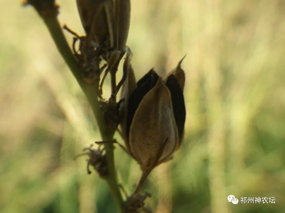 西陵知母产地在哪？河北道地药材西陵知母来历