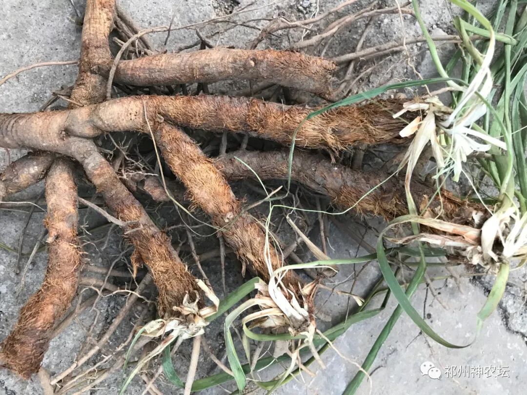 西陵知母产地在哪？河北道地药材西陵知母来历