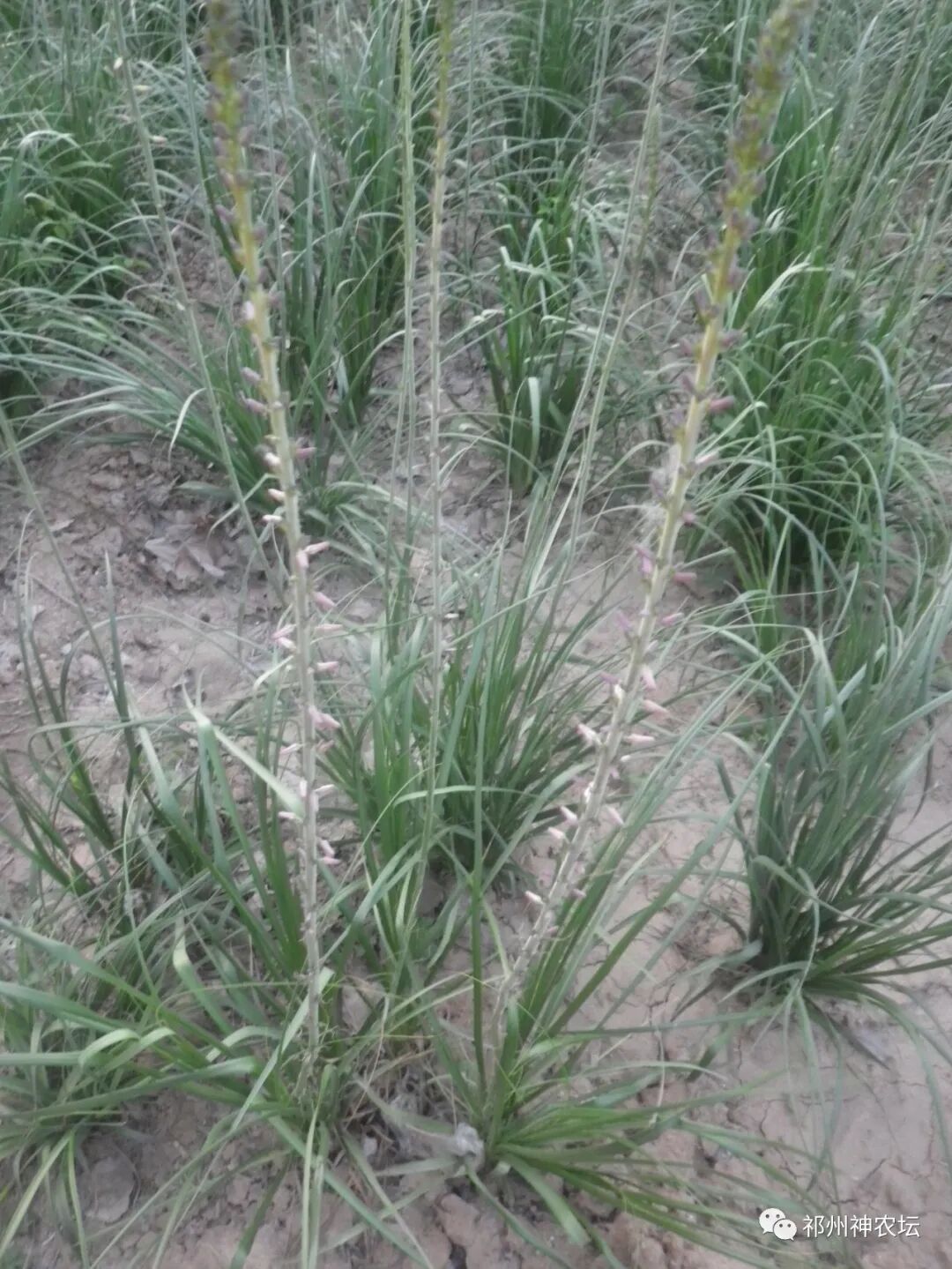 西陵知母产地在哪？河北道地药材西陵知母来历