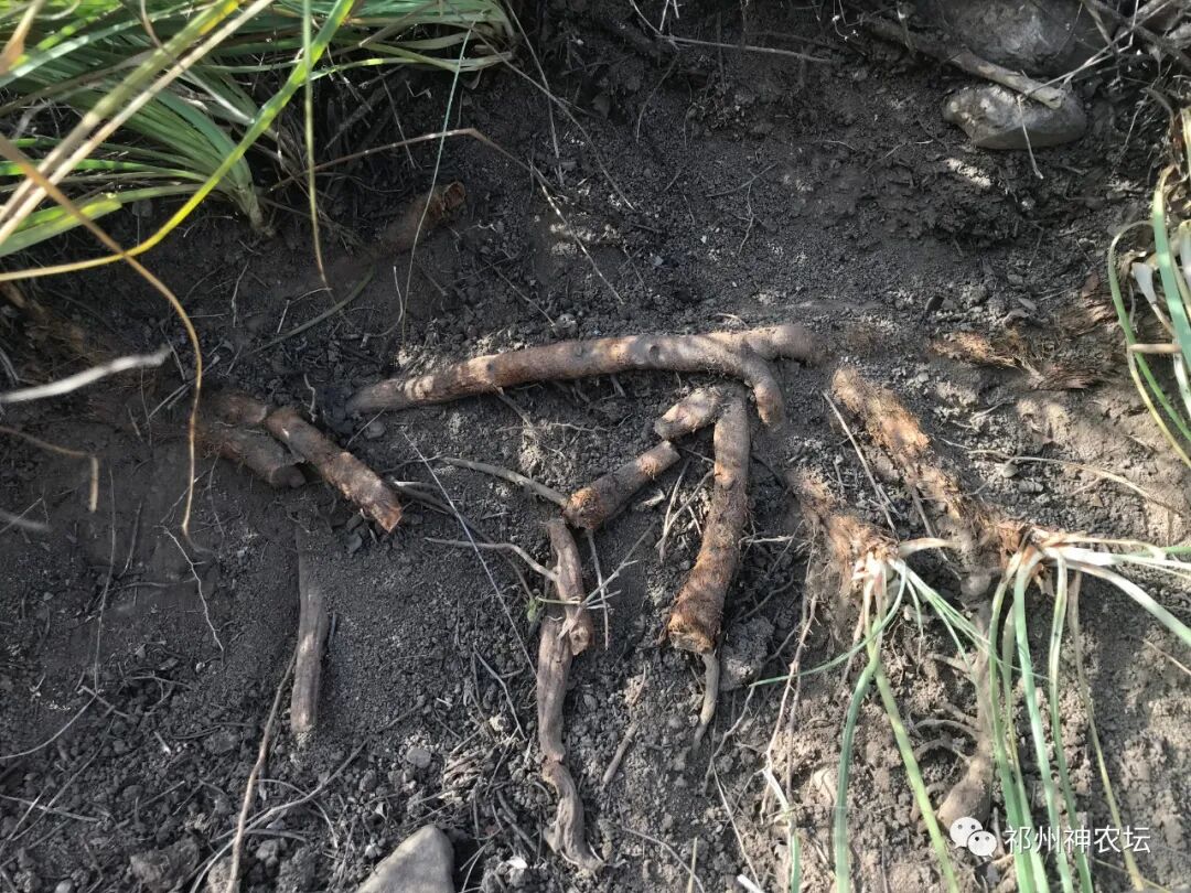 西陵知母产地在哪？河北道地药材西陵知母来历