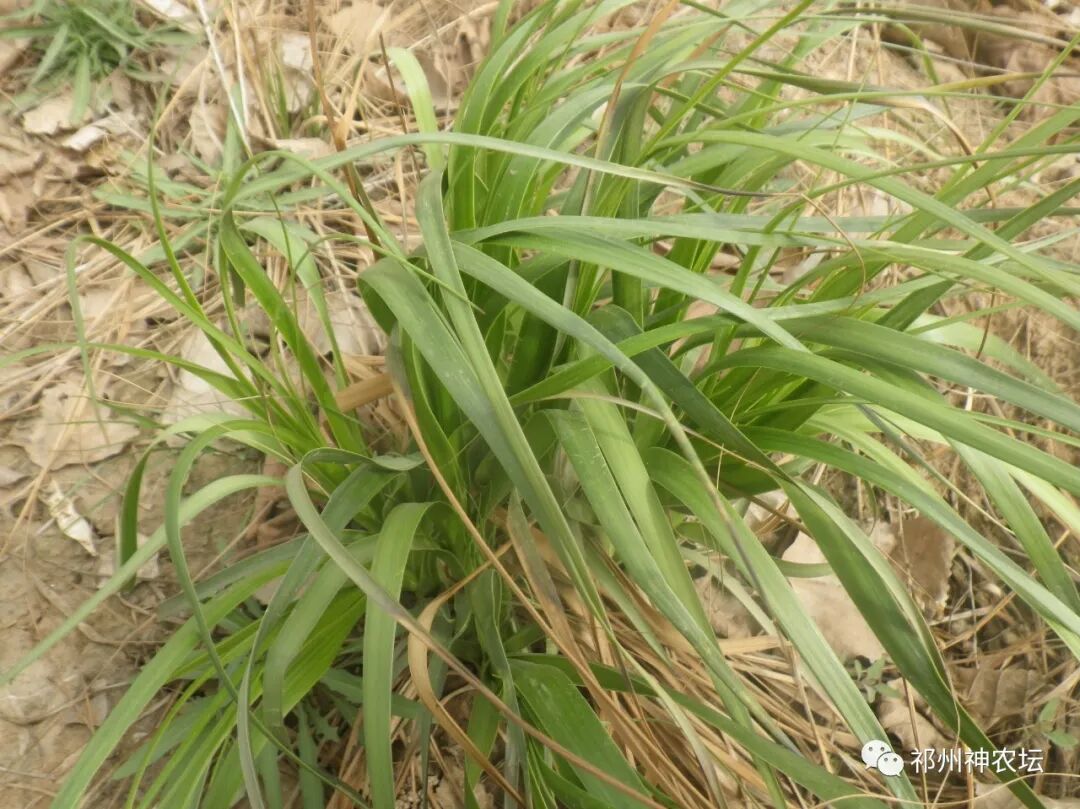 西陵知母产地在哪？河北道地药材西陵知母来历