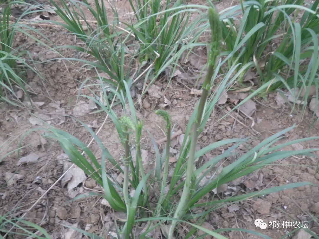 西陵知母产地在哪？河北道地药材西陵知母来历