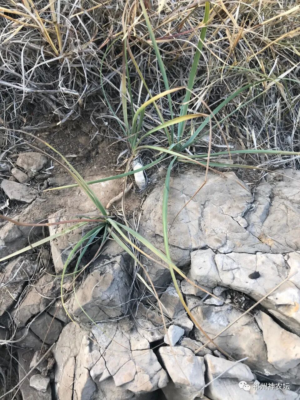 西陵知母产地在哪？河北道地药材西陵知母来历