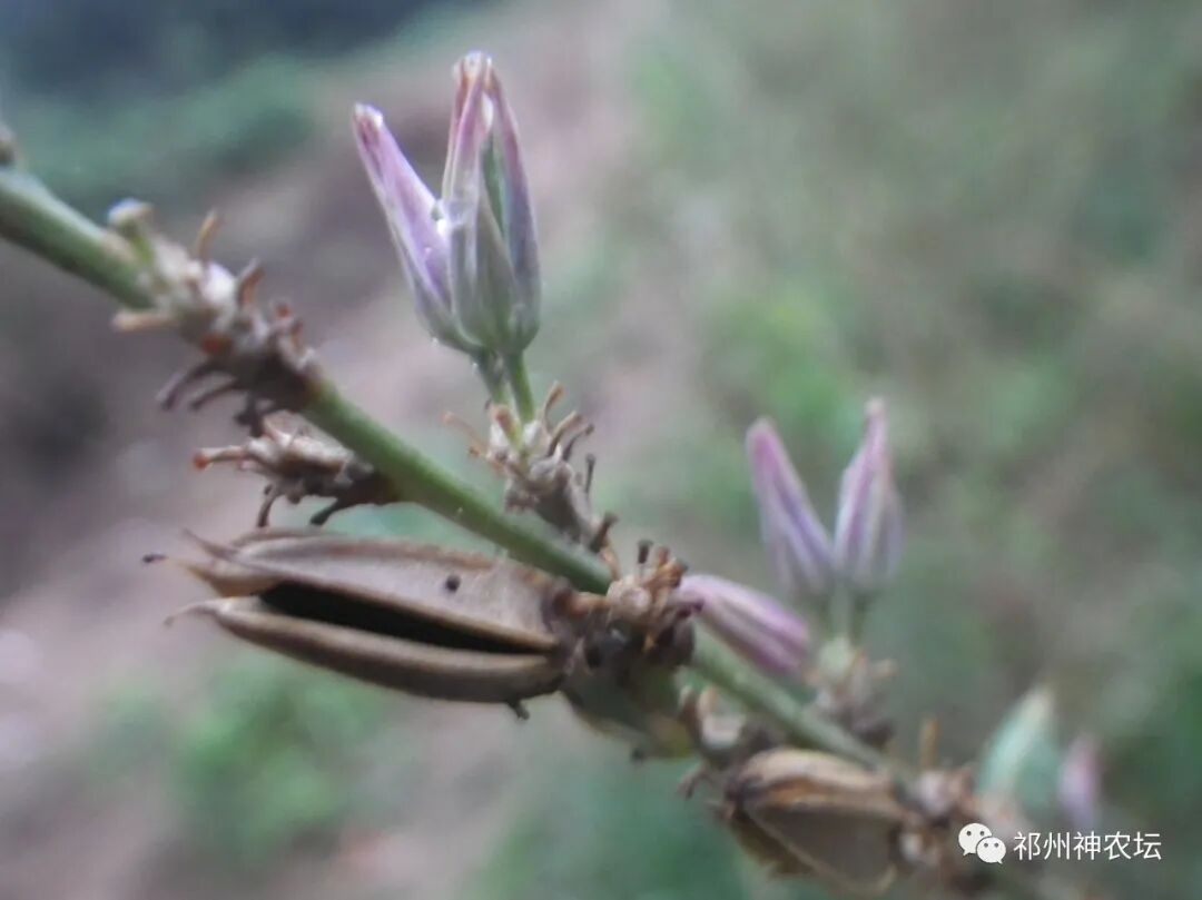 西陵知母产地在哪？河北道地药材西陵知母来历