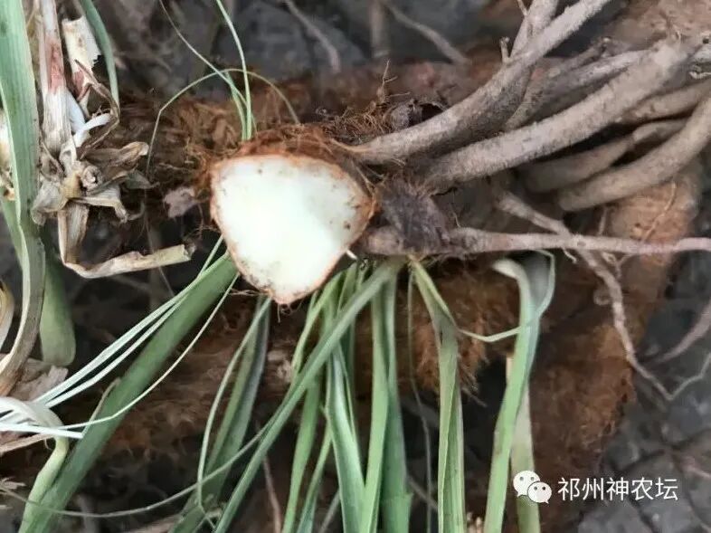 西陵知母产地在哪？河北道地药材西陵知母来历